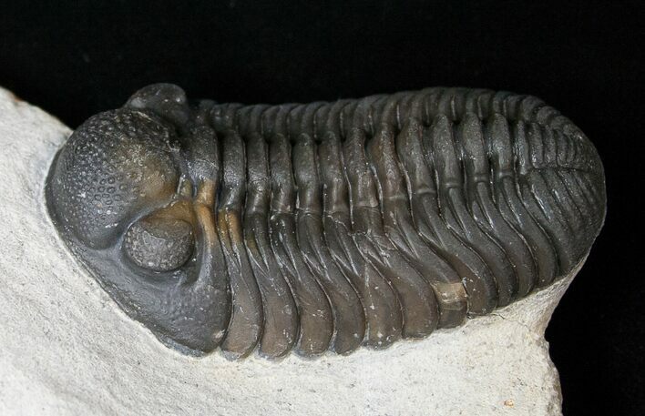 Beautiful Phacops Trilobite - Mrakib, Morocco #15662